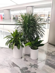 专业杭州湾绿化修剪公司，打造别样绿色天地